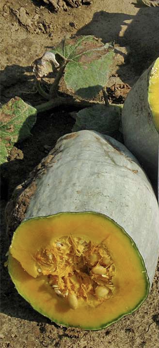 Blue Banana Tök B-S - Image 2