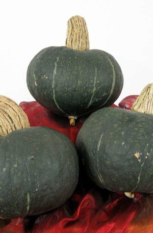 Autumn Cup F1 Tök B-S