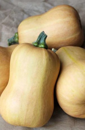 Butterbaby F1 Tök B-S