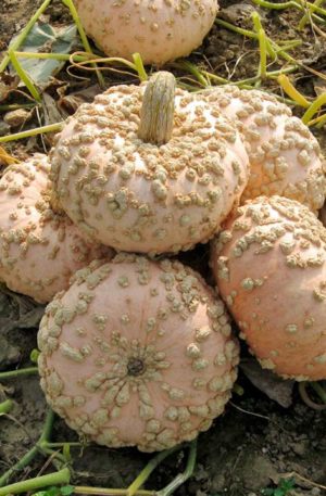 Galeux d’Eysines Tök B-S