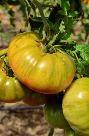 Evergreen B-S Paradicsom