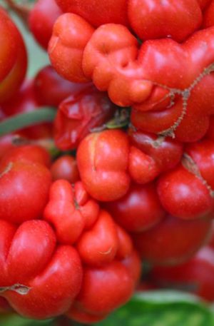 Reisetomate (Voyage) Bio B-S Paradicsom