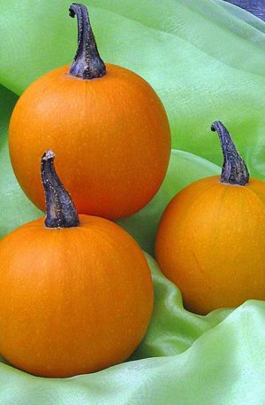 Ball Orange Tök B-S