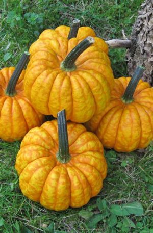 Crunchkin F1  Tök  B-S