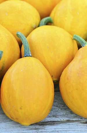 Lemon Squash Tök B-S