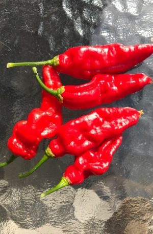 Naga Morich M-S