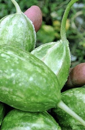 Uborka ( Nyugat indiai Liso Calcuta) B-S