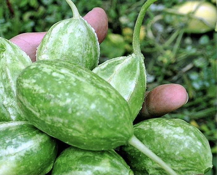 Uborka ( Nyugat indiai Liso Calcuta) B-S