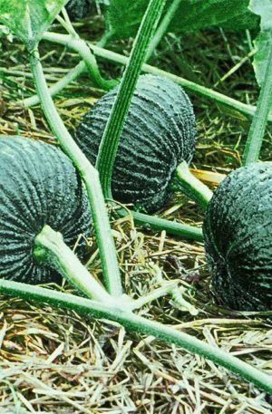 Bungkan 021 F1 Tök B-S