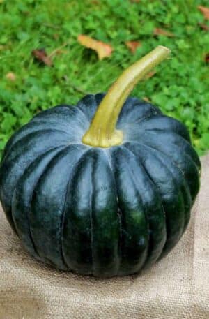 Black Futsu Tök B-S