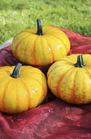 Blaze F1 PMT Tök B-S