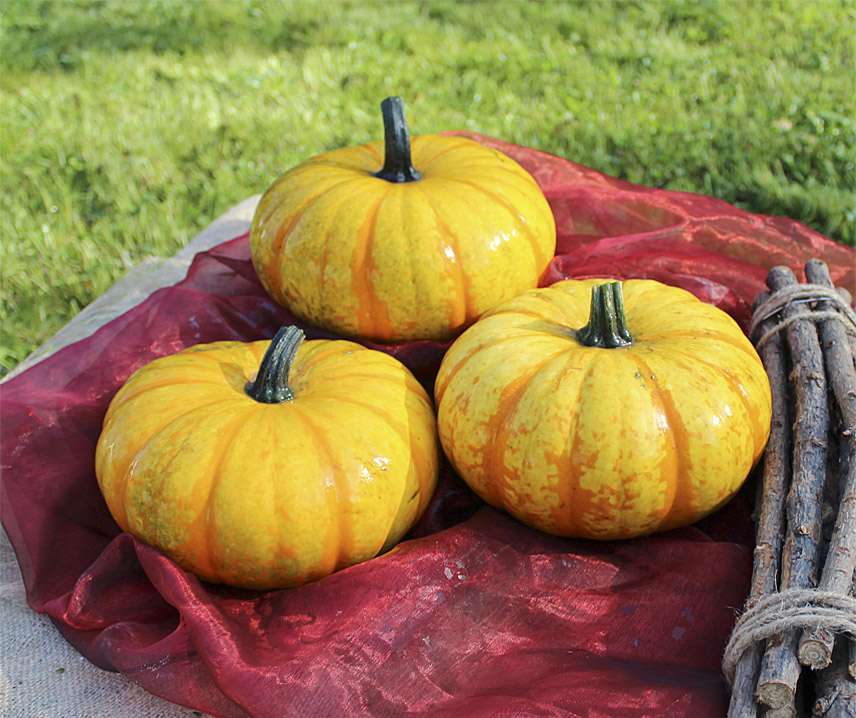 Blaze F1 PMT Tök B-S