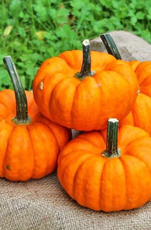 Jill be little Tök B-S