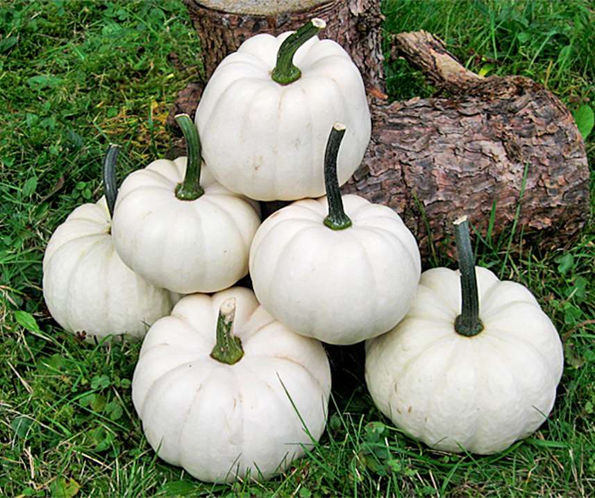 Casperita F1 PMT Tök B-S - Image 2