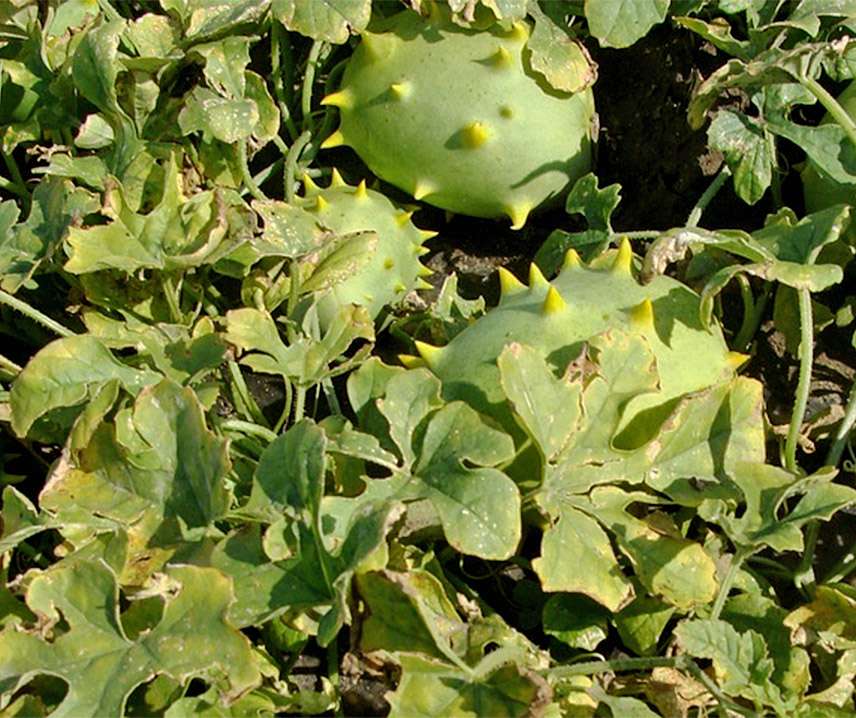 Díszuborka C. Carolinus B-S