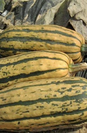 Honeyboat Delicata Tök B-S