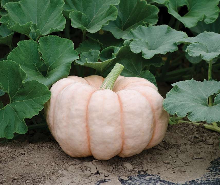 Porcelain Doll F1 Tök B-S