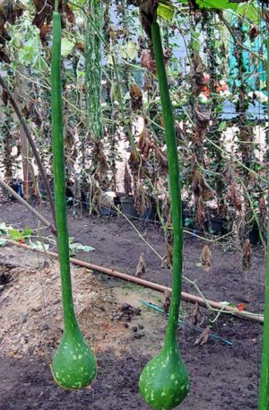 Dipper, extra long handled Tök B-S