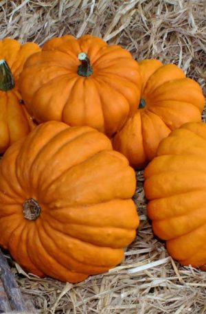 Coronation F1 Tök B-S