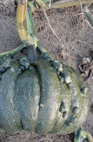 Black warted Portuguese Tök B-S