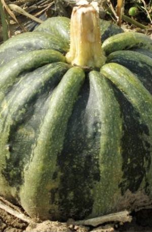 Mongogo de Guatemala Tök B-S