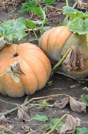 Muscade de Provence Tök B-S