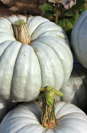 Istanbul Türk. Tök B-S