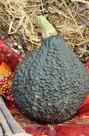 Green Hubbard Chicago warted Tök B-S