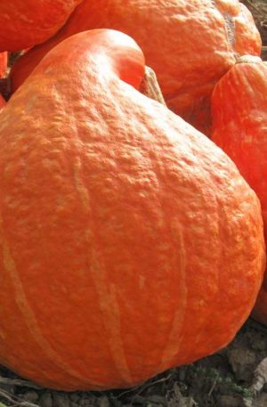 Boston Marrow Tök B-S