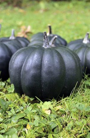 Black Kat F1 PMT Tök B-S