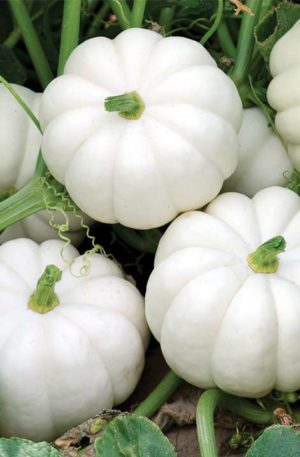 Casperita F1 PMT Tök B-S