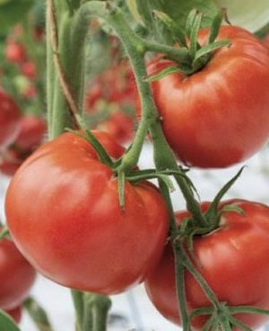 Saint-Pierre B Paradicsom