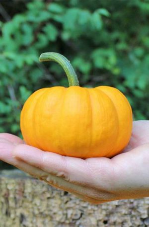 Gold Dust F1 Tök B-S