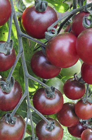 Rosella Paradicsom B-S