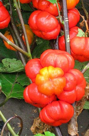 Padlizsán Orange Prince B-S