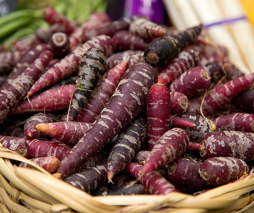 Sárgarépa Cosmic Purple B-S - Image 2