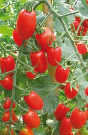 Sorbetto F1 Paradicsom