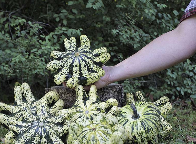 Patiszon Deimos F1 B-S - Image 2