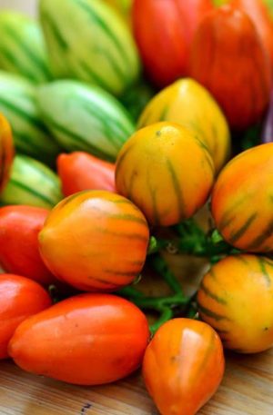 Padlizsán Striped Toga B-S