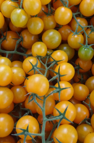 Sungold F1 Paradicsom B-S