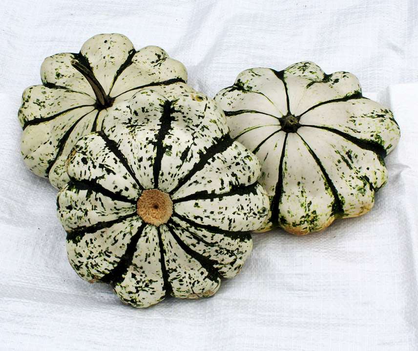 Patiszon Vert-blanc B-S