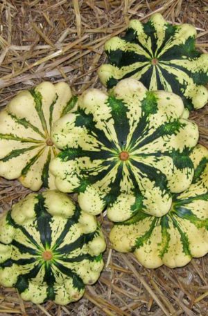 Patiszon Vert-jaune B-S