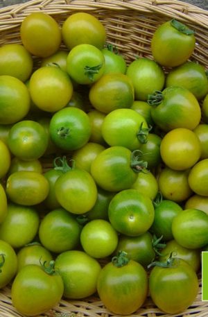 Raisin Vert Bio Paradicsom B-S