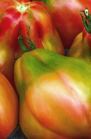 Canestrino di Lucca Paradicsom B-S