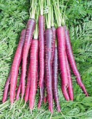Sárgarépa Cosmic Purple B-S
