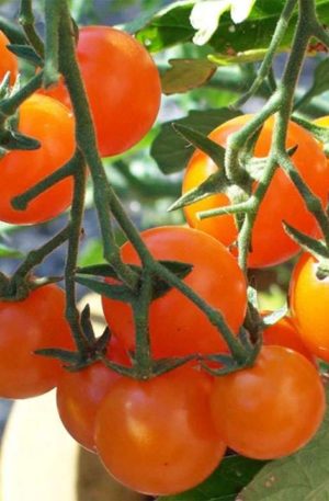 Figiel Paradicsom B-S