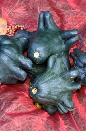 Patiszon Yugoslavian Fingers Green  B-S