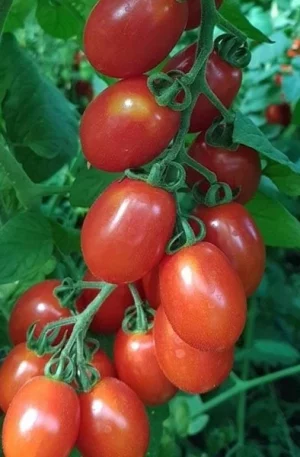 Datterino F1 PO9152 LSS-SP Paradicsom