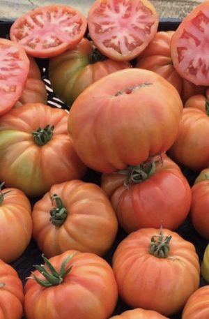 Kuzeyköy F1 Paradicsom