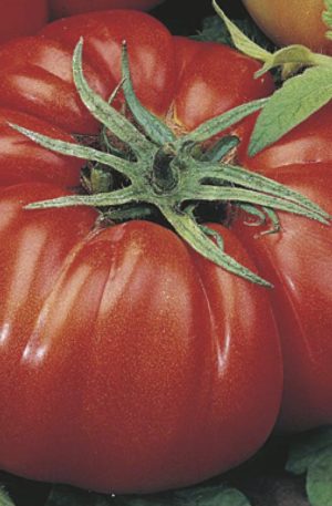 Costoluto-Fiorentino B Paradicsom